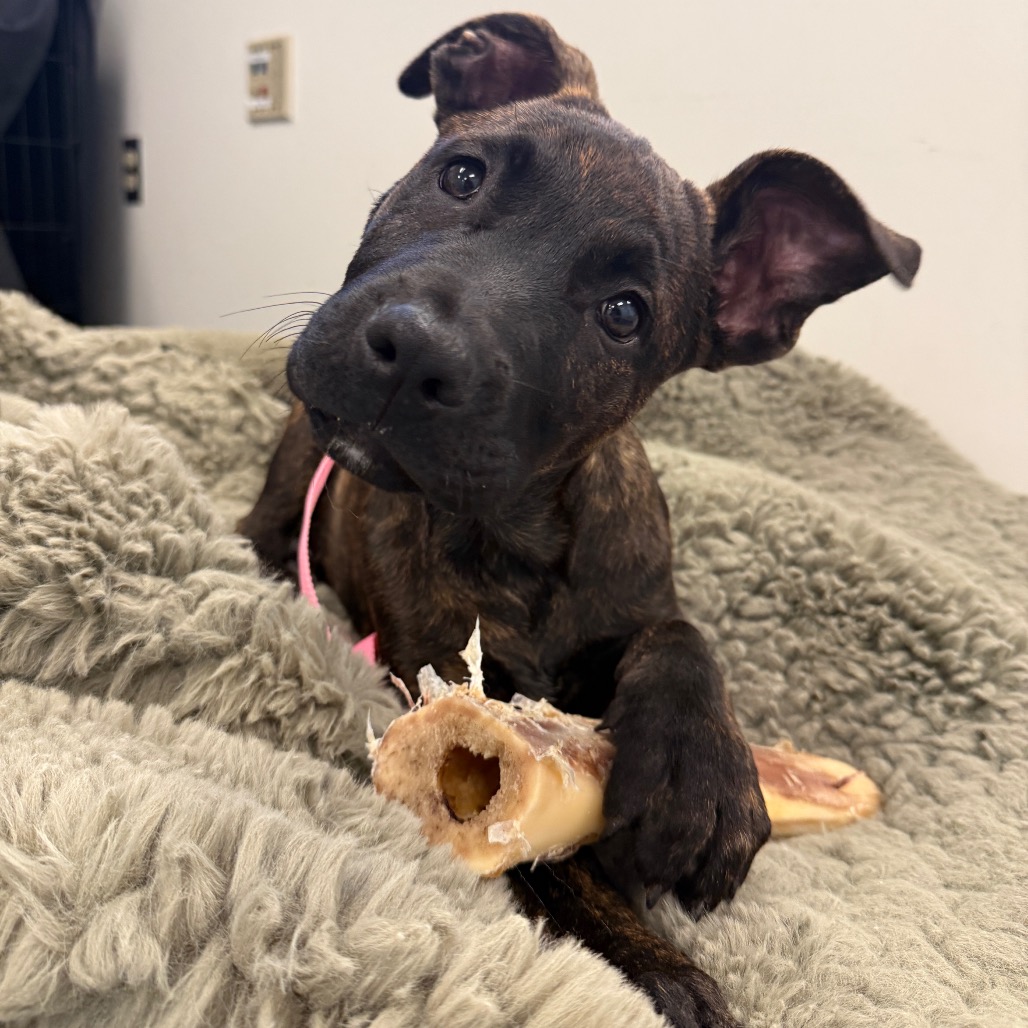 Shelter Stray Male Dog last seen , 3612 11th Ave, Los Angeles, CA 90018, USA