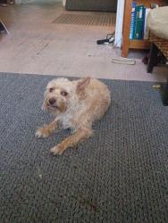 Lost Male Dog last seen S Compton and Gravois, St. Louis, MO 63118