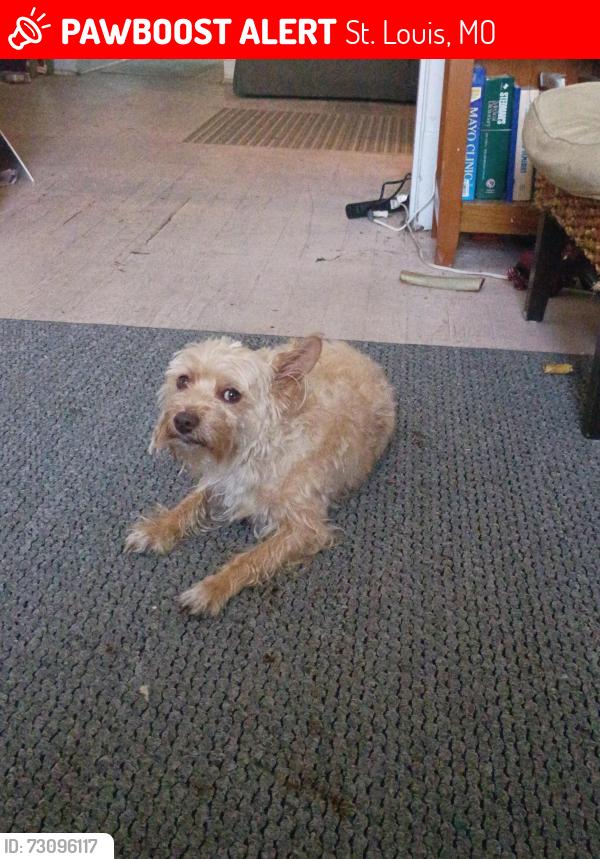 Lost Male Dog last seen S Compton and Gravois, St. Louis, MO 63118