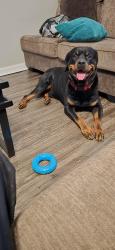 Lost Male Dog last seen Shelby Dr, Memphis, TN 38125