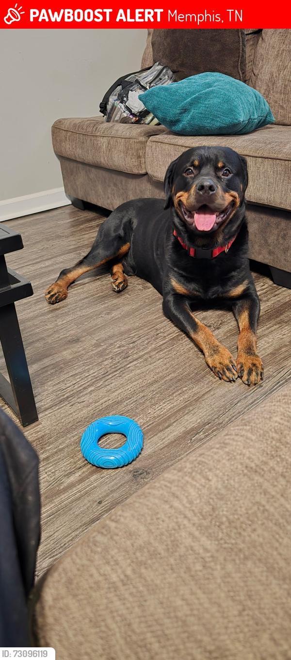 Lost Male Dog last seen Shelby Dr, Memphis, TN 38125