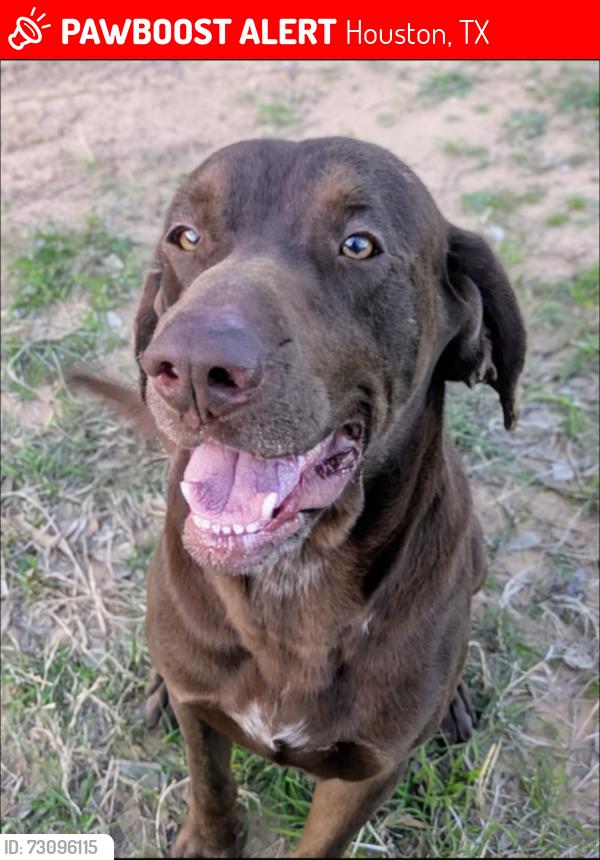 Lost Male Dog last seen Telge Rd & Jarvis Rd, Houston, TX 77429