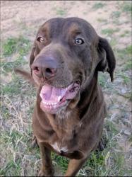 Lost Male Dog last seen Telge Rd & Jarvis Rd, Houston, TX 77429