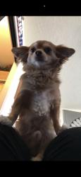 Reunited Male Dog last seen Victorville, CA, USA, Victorville, CA 92307
