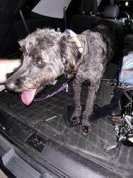 Reunited Female Dog last seen Heritage Trace & Courtright Drive, Fort Worth, TX 76244
