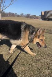Lost Male Dog last seen 47th & Damen, Southside Chicago, Chicago, IL 60609