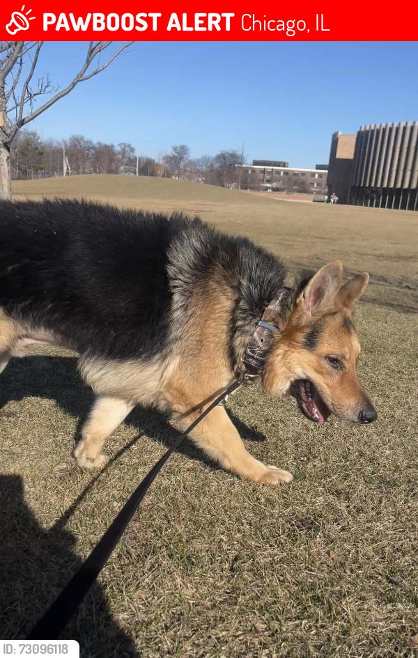 Lost Male Dog last seen 47th & Damen, Southside Chicago, Chicago, IL 60609