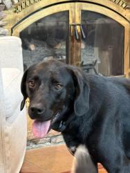 Reunited Male Dog last seen Hwy 58 and Emanon Rd, Hamilton County, TN 37341