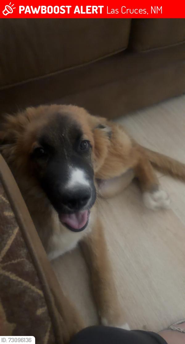 Lost Male Dog last seen Nopalito road, Las Cruces, NM 88011