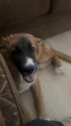 Lost Male Dog last seen Nopalito road, Las Cruces, NM 88011