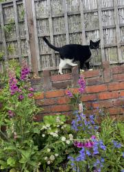 Lost Female Cat last seen Downend road by fishponds road , Fishponds, England BS16 5AW