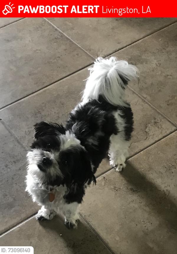 Lost Male Dog last seen Lakeside states near White Lake, Livingston, LA 70754