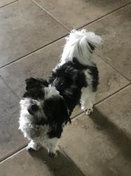 Lost Male Dog last seen Lakeside states near White Lake, Livingston, LA 70754