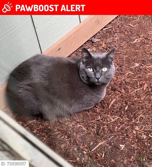 Lost Male Cat last seen N Fork Rd Washougal, WA, Skamania County, WA 98671