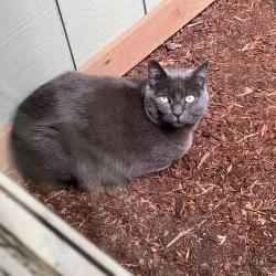 Lost Male Cat last seen N Fork Rd Washougal, WA, Skamania County, WA 98671