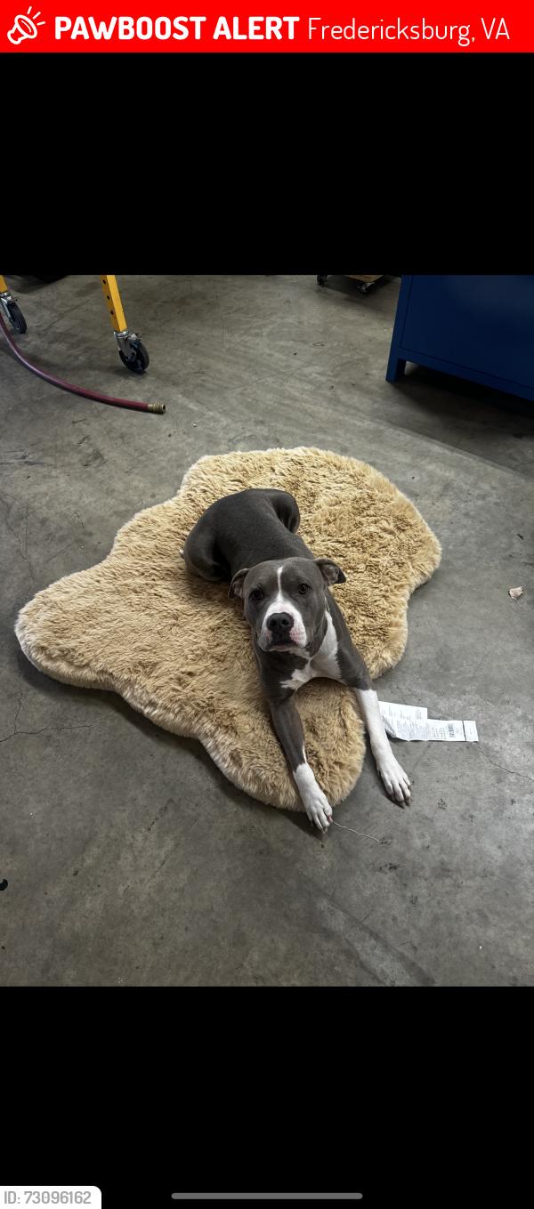 Lost Female Dog last seen Dixon park , Fredericksburg, VA 22401