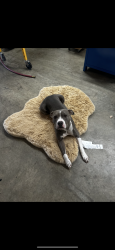 Lost Female Dog last seen Dixon park , Fredericksburg, VA 22401