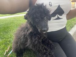 Lost Male Dog last seen W 63rd pl by the police station, Chicago, IL 60621