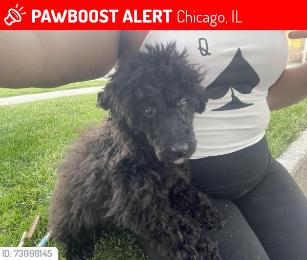 Lost Male Dog last seen W 63rd pl by the police station, Chicago, IL 60621
