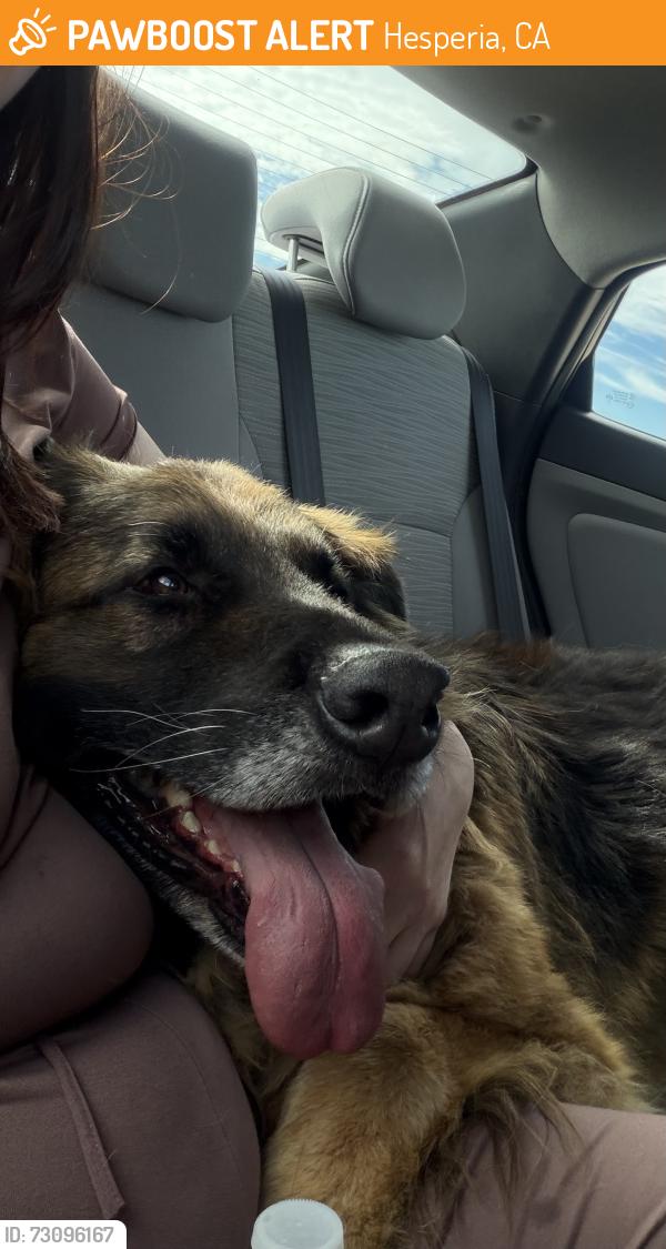 Found/Stray Male Dog last seen Oxford, Hesperia, CA 92345