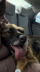 Found/Stray Male Dog last seen Oxford, Hesperia, CA 92345