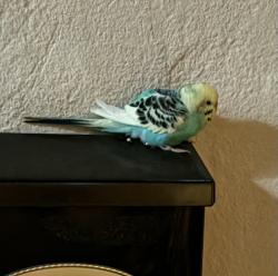 Found/Stray Unknown Bird last seen Near southwestern museum metro stop, Los Angeles, CA 90042