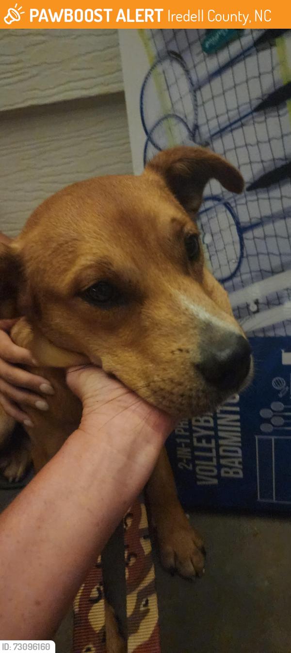 Found/Stray Unknown Dog last seen Near snow creek church, Iredell County, NC 28625