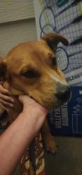 Found/Stray Unknown Dog last seen Near snow creek church, Iredell County, NC 28625