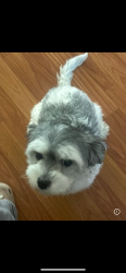 Reunited Female Dog last seen Airoso, Port St. Lucie, FL 34983