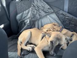 Reunited Unknown Dog last seen 2nd st and Pueblo Luna, Albuquerque, NM 87107