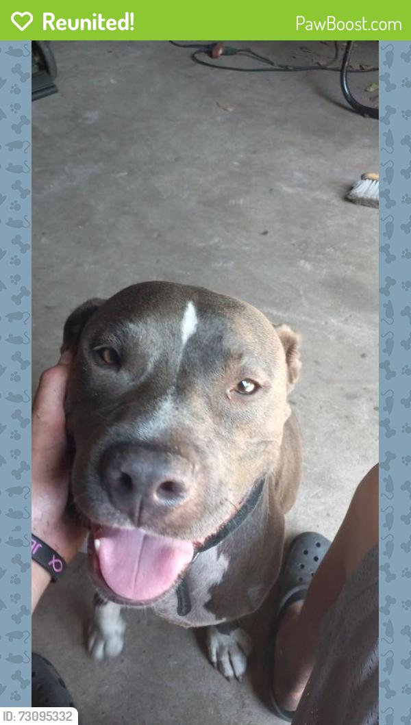 Reunited Male Dog last seen Indrio Road and Seminole Rd , St. Lucie County, FL 34951