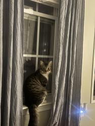 Reunited Male Cat last seen little creek church rd, Clayton, NC 27520