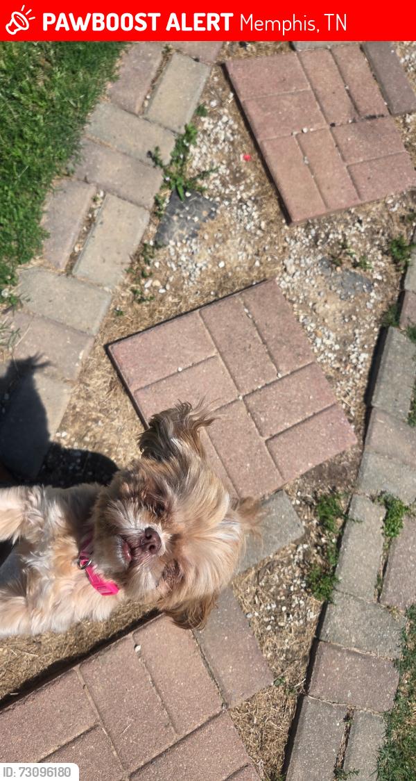 Lost Female Dog last seen Richmond Ave. & Germantown Rd., Memphis, TN 38125