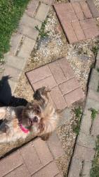 Lost Female Dog last seen Richmond Ave. & Germantown Rd., Memphis, TN 38125