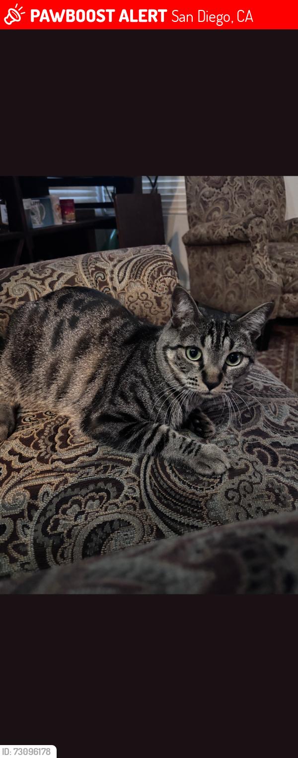Lost Male Cat last seen Ragweed Ct, San Diego, CA 92129