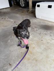 Found/Stray Female Dog last seen Near and Shankweilers Drive In Theatre, Orefield, PA 18069