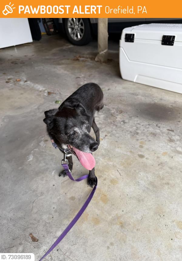 Found/Stray Female Dog last seen Near and Shankweilers Drive In Theatre, Orefield, PA 18069