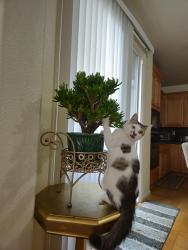 Reunited Female Cat last seen Canyon Oaks Elementary School, American Canyon, CA 94503