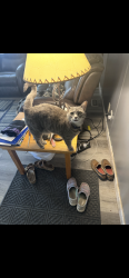 Lost Female Cat last seen Cleveland, Sioux Falls, SD 57710