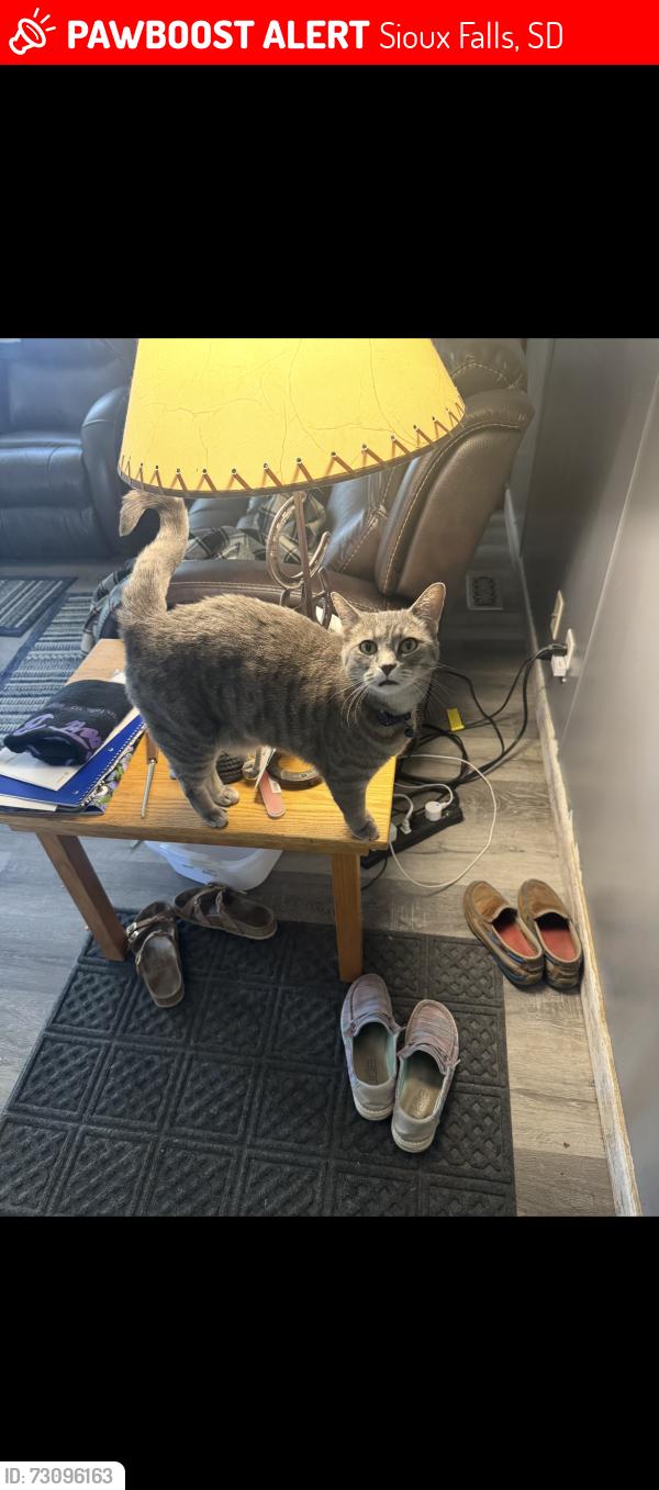 Lost Female Cat last seen Cleveland, Sioux Falls, SD 57710