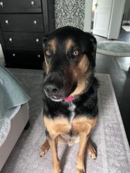 Reunited Male Dog last seen Near Weiler Rd, Burlington, WI 53105, USA, Burlington, WI 53105