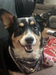 Reunited Male Dog last seen Lee street, Sanford, NC 27332