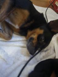 Lost Male Dog last seen Jaguar street near impala and milpa verde neighborhood, Brownsville, TX 78521