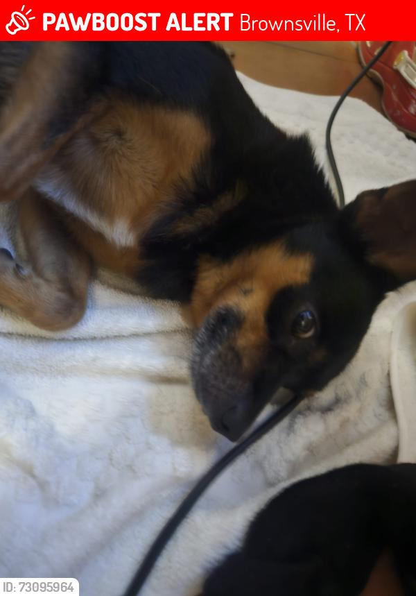 Lost Male Dog last seen Jaguar street near impala and milpa verde neighborhood, Brownsville, TX 78521