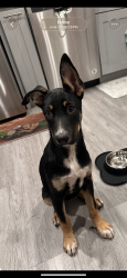 Reunited Female Dog last seen Victory blvd & Fulton Ave near neighborhoods by the 7/11 and Walgreens area i, Los Angeles, CA 91401