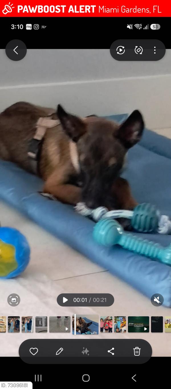 Lost Male Dog last seen Near nw 212st, Miami Gardens, FL 33056