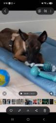 Lost Male Dog last seen Near nw 212st, Miami Gardens, FL 33056