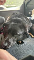 Reunited Male Dog last seen Near Ramunno Cir, Hockessin, DE 19707, Hockessin, DE 19707