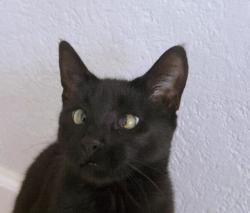 Lost Female Cat last seen In our Neighborhood off West Green Springs road, El Dorado Hills, CA 95762