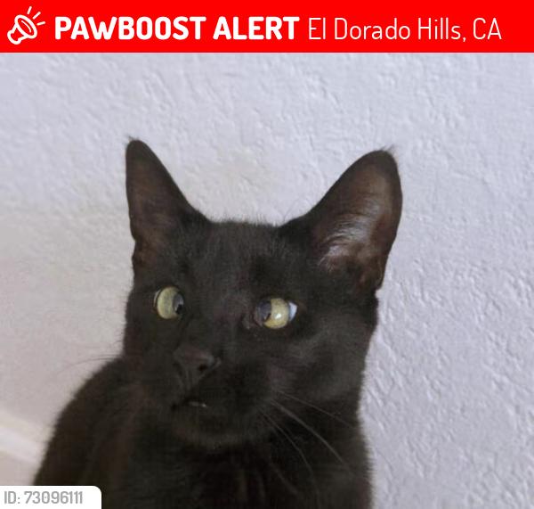 Lost Female Cat last seen In our Neighborhood off West Green Springs road, El Dorado Hills, CA 95762